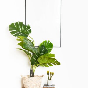 Plants