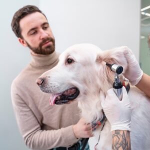 Pet Services