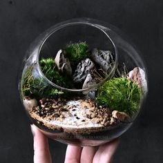 Bowls for Terrarium
