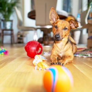 Pets Toys