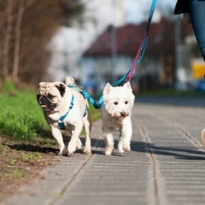 Pet walk Services