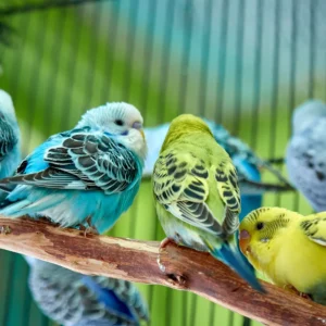 Birds For Sale