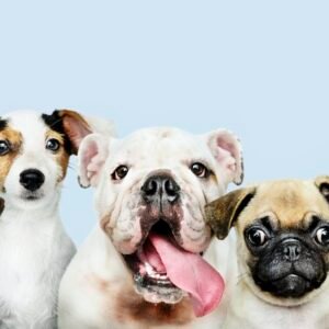 Dogs For Sale