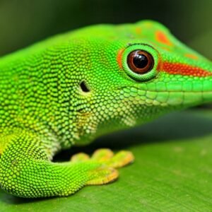 All Reptiles, Amphibians & Accessories