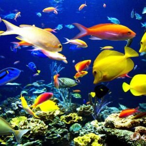 Fish & Water Animals for Sale