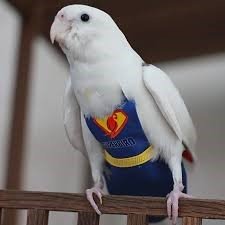Diapers for Birds