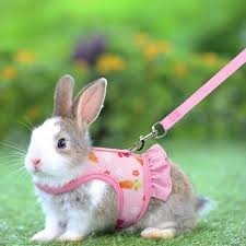 Leashes, Harnesses, and Collars
