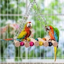 All Birds & Accessories