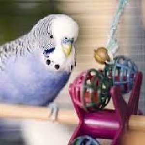 Bird Toys
