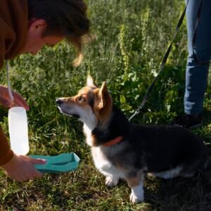 Controls for Flea Tick