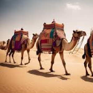 Camels For Sale