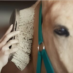 Horses & Camels Care